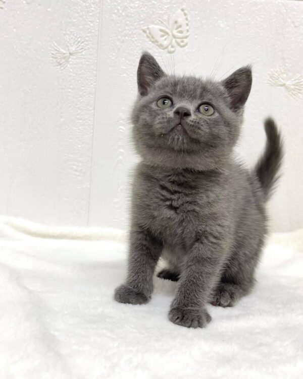 British Shorthair cat for sale