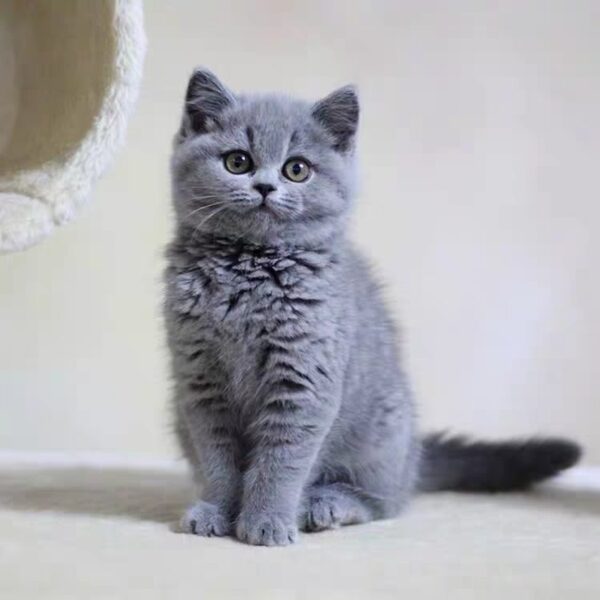 Buy British shorthair Kitten