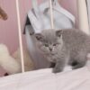 British Shorthair cat for sale