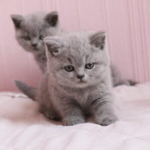 British Shorthair cat for sale