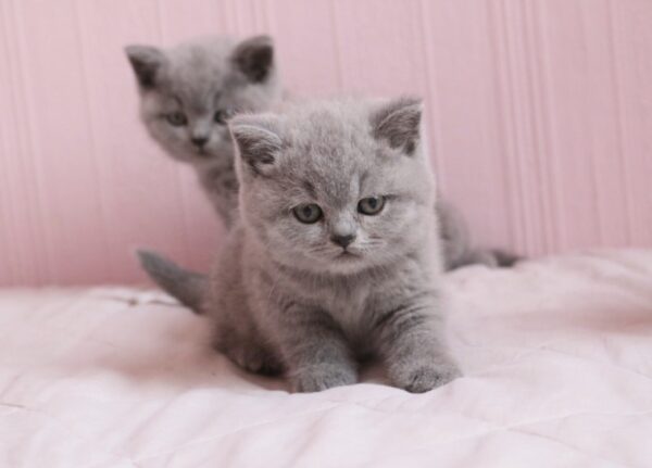 British Shorthair cat for sale