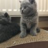 British Shorthair Kitten available