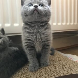 British Shorthair cat for sale