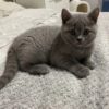 British Shorthair cat for sale