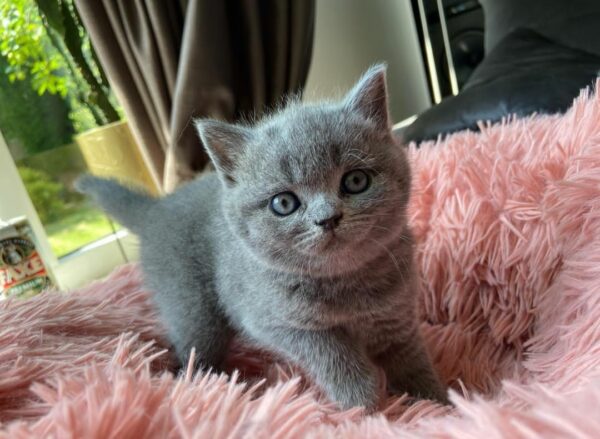 British Shorthair cat for sale