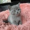 British Shorthair kittens for sale