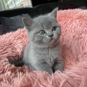 British Shorthair kittens for sale