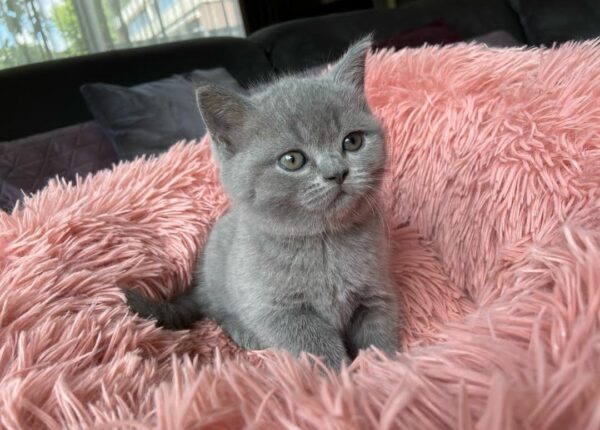 British Shorthair kittens for sale