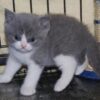 British Shorthair cat for sale