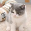 British Shorthair cat for sale