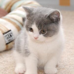 British Shorthair cat for sale