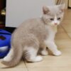 British Shorthair Kitten for sale