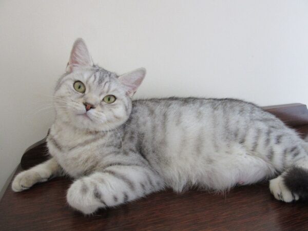 American Shorthair cat for sale