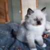 Ragdoll cats available for sale