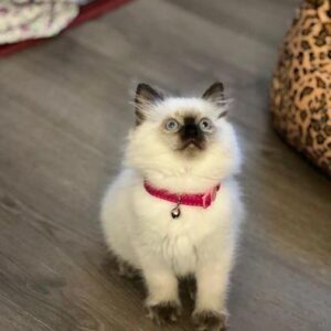 Ragdoll cats available for sale