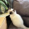 Ragdoll cats available for sale