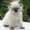 Ragdoll cats available for sale