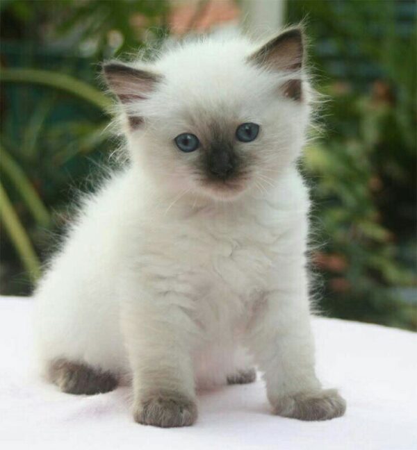 Ragdoll cats available for sale