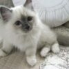 Ragdoll cats available for sale