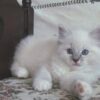 Ragdoll cats available for sale