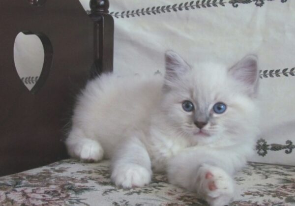 Ragdoll cats available for sale