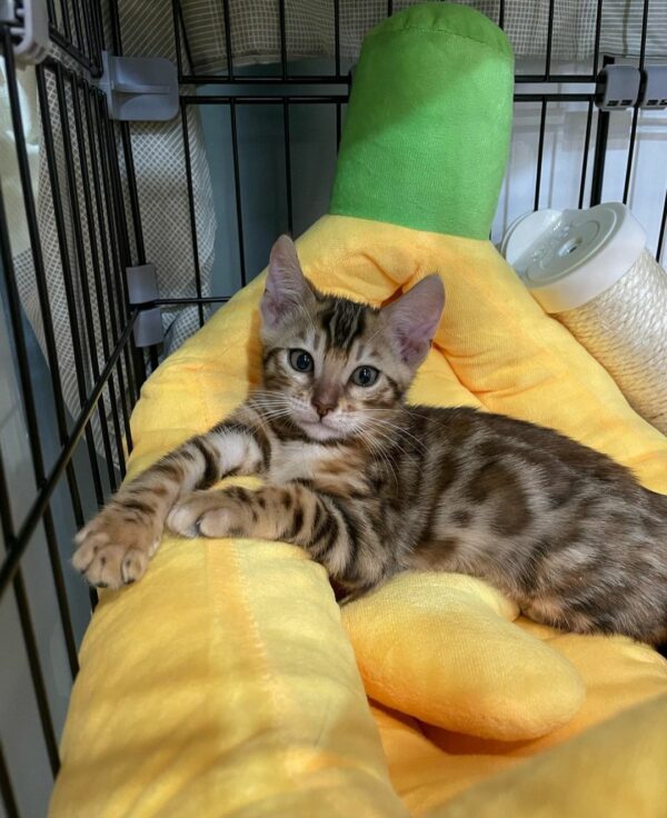 Bengal Cats for sale Online