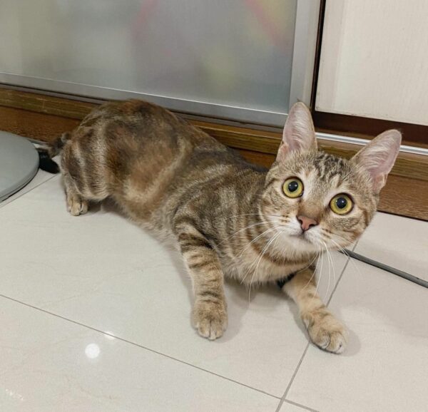 Buy Bengal Kitten Online