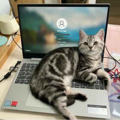 American_British_Shorthair-3343